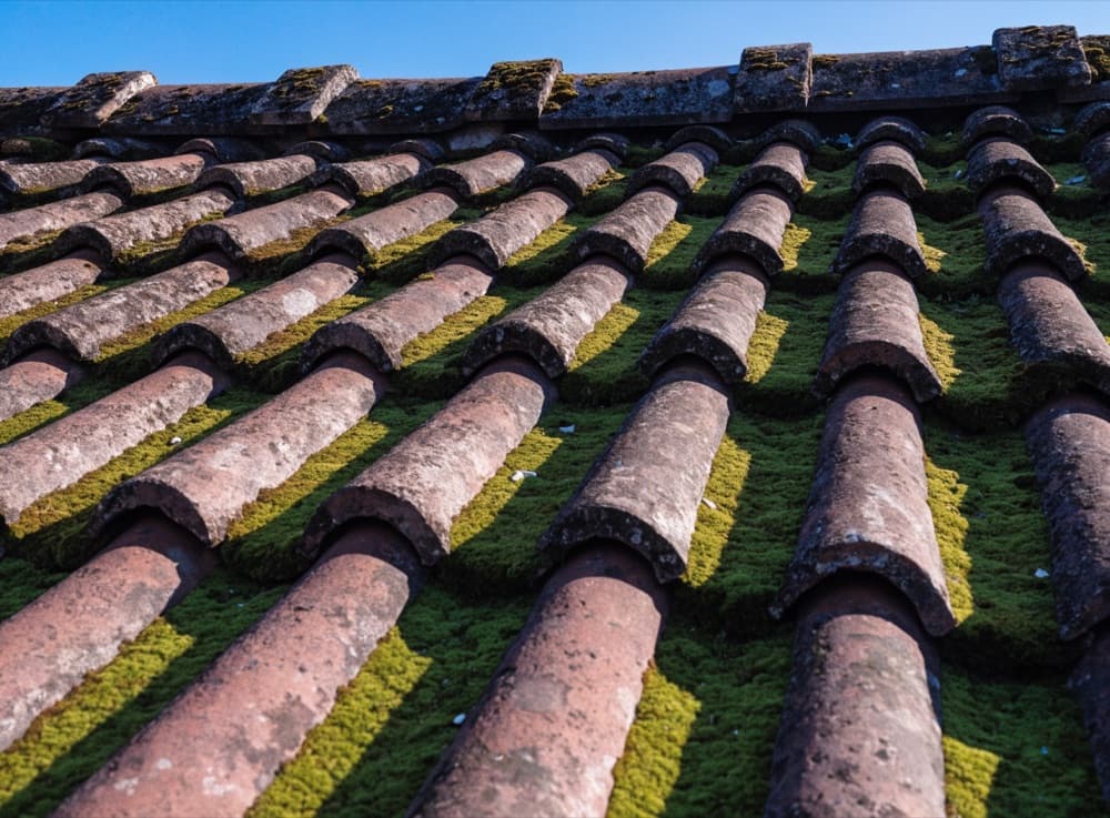 Groene mosaanslag tussen verweerde dakpannen