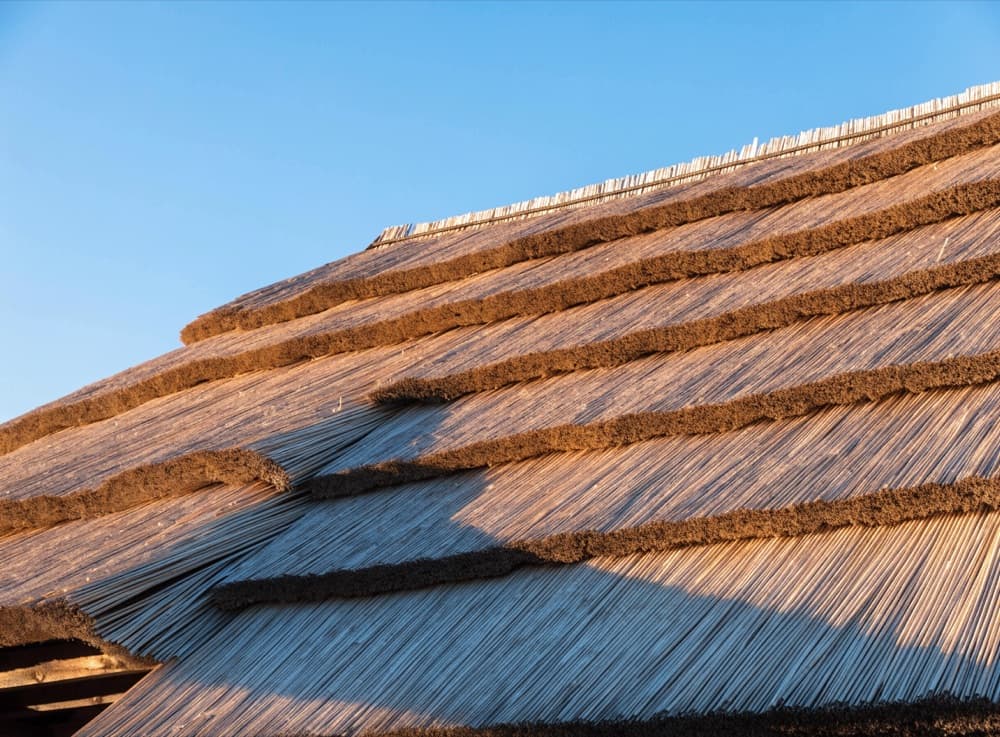 Rietgedekt dak in dikke lagen, met warm strijklicht over het riet